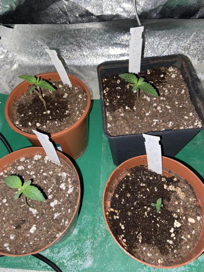 Orange + Blue Sunset Sherbert Cali. Week 0