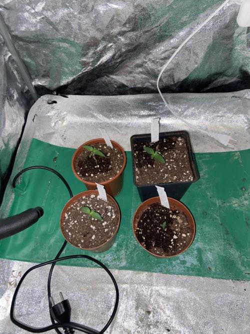 Orange + Blue Sunset Sherbert Cali. Week 1