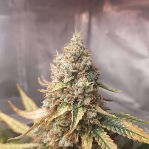 Wedding Cake Closet - First indoor Grow. Week 18