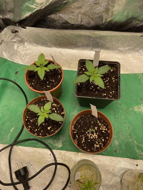 Orange + Blue Sunset Sherbert Cali. Week 2 - Before transplanting (R.I.P 1x Sunset Sherbert)