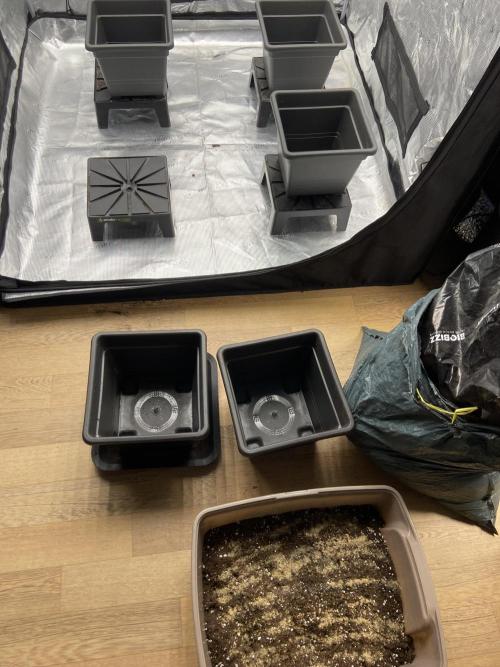 Orange + Blue Sunset Sherbert Cali. Week 2 - Transplanting to 6l pots