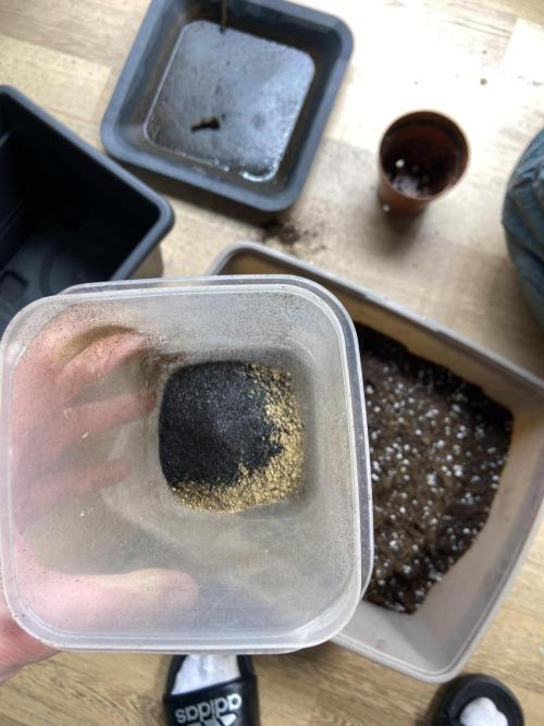 Orange + Blue Sunset Sherbert Cali. Week 2 - ~ 2.5g BioEnhancer + ~25g BioGrow