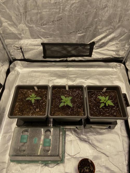 Orange + Blue Sunset Sherbert Cali. Week 2 - Transplantet to the big tent