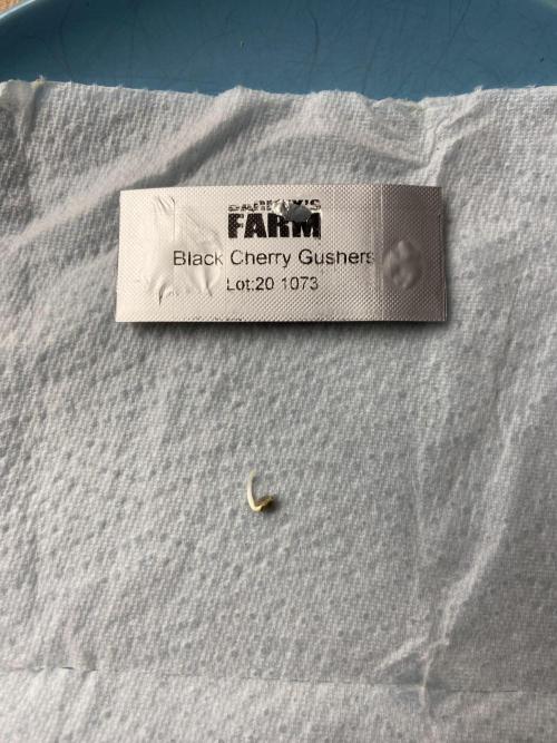 BCG - Backpackboyz x Barney‘s Farm. Week 0 - Roughly 48 hours with paper towel method