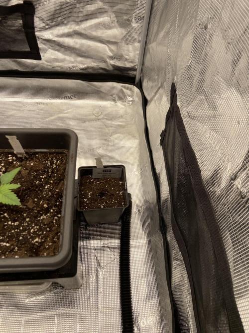 BCG - Backpackboyz x Barney‘s Farm. Week 0 - Transplant to pot