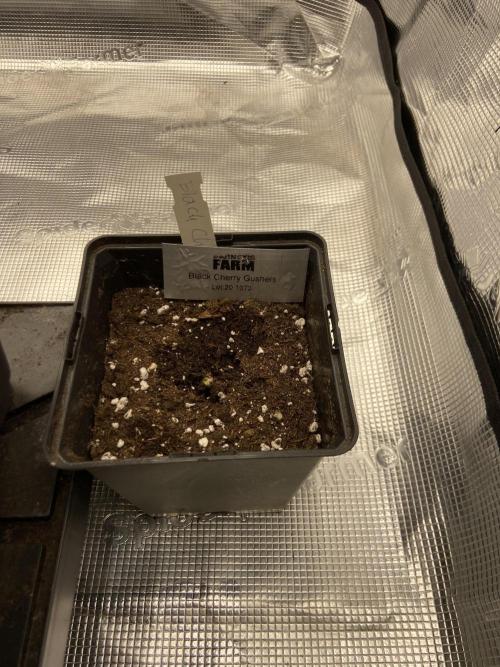 BCG - Backpackboyz x Barney‘s Farm. Week 0 - Day 3