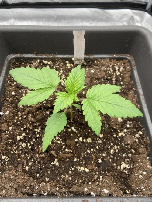 Orange + Blue Sunset Sherbert Cali. Week 2