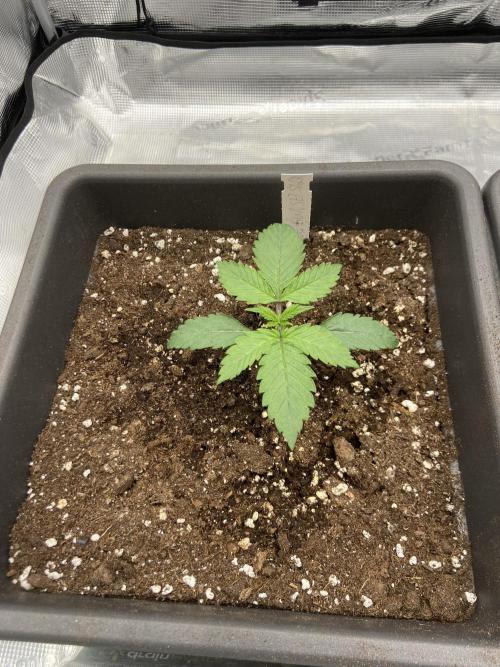 Orange + Blue Sunset Sherbert Cali. Week 2