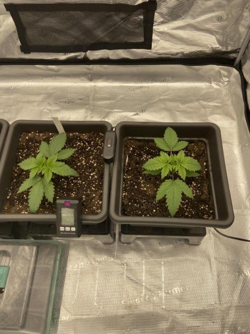 Orange + Blue Sunset Sherbert Cali. Week 3