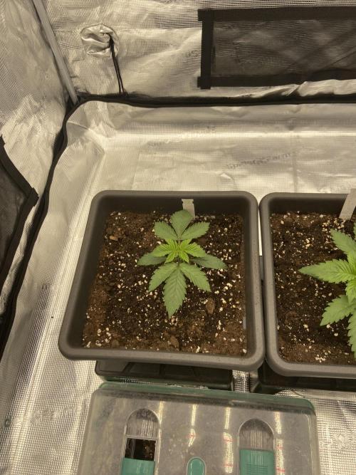 Orange + Blue Sunset Sherbert Cali. Week 3