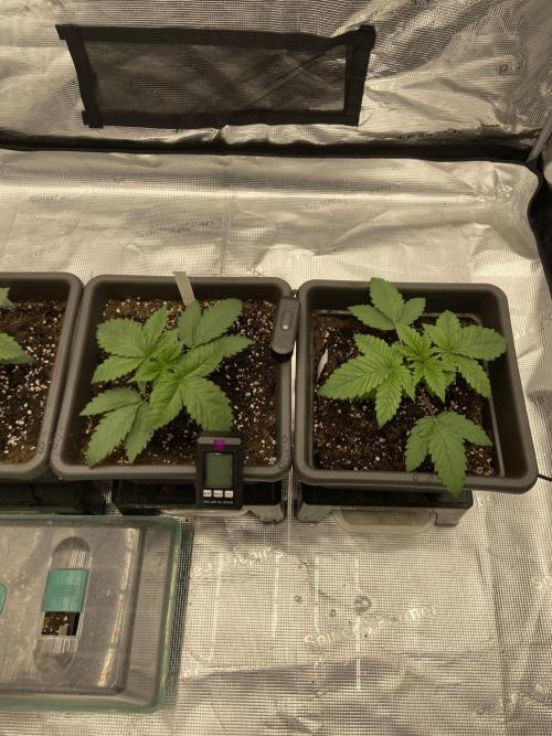 Orange + Blue Sunset Sherbert Cali. Week 3