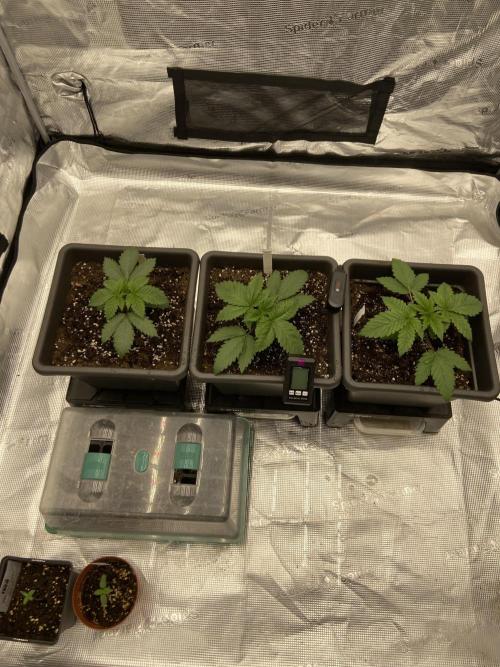 Orange + Blue Sunset Sherbert Cali. Week 3