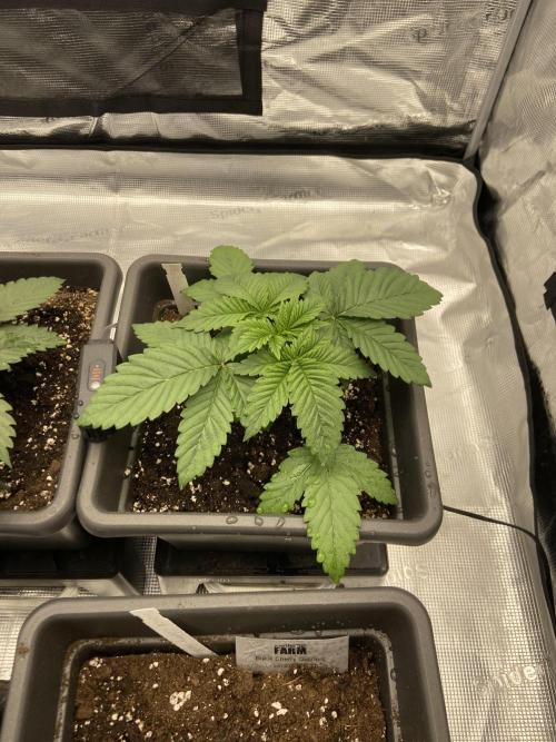 Orange + Blue Sunset Sherbert Cali. Week 3