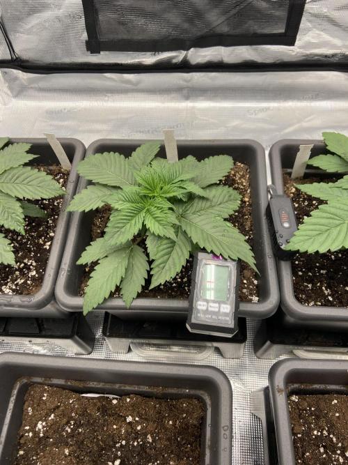 Orange + Blue Sunset Sherbert Cali. Week 3