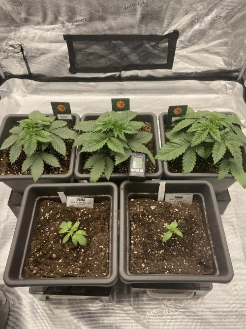 Orange + Blue Sunset Sherbert Cali. Week 3 - Day ~21