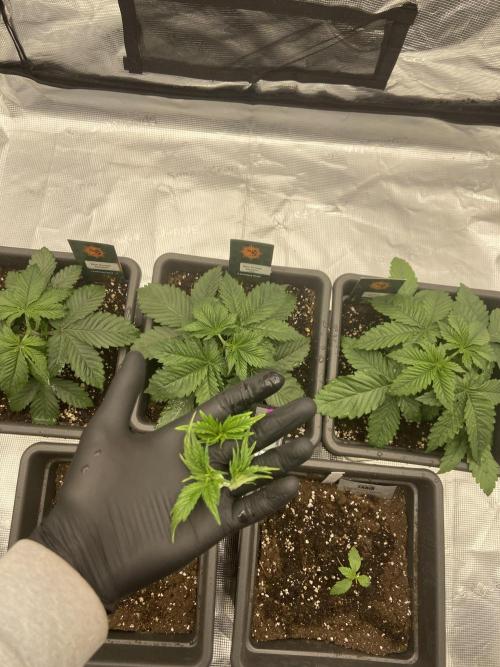 Orange + Blue Sunset Sherbert Cali. Week 3