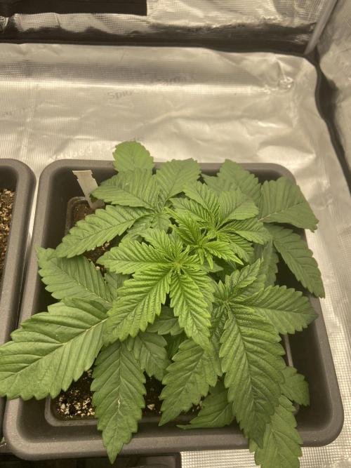 Orange + Blue Sunset Sherbert Cali. Week 3