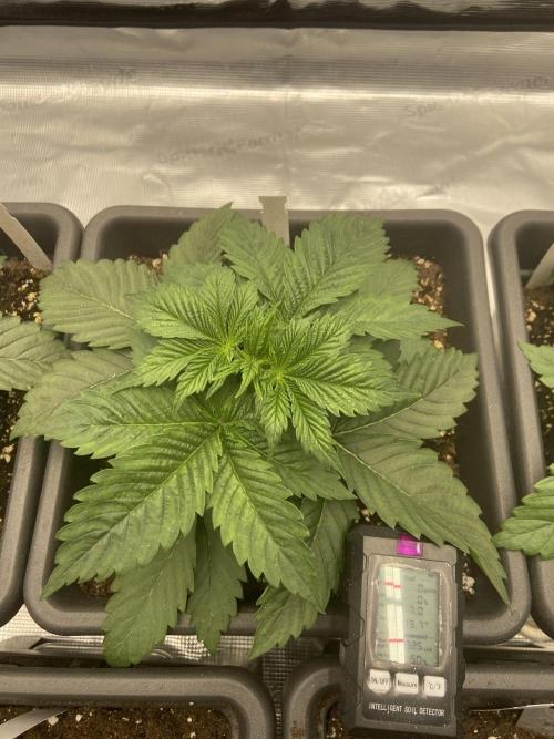 Orange + Blue Sunset Sherbert Cali. Week 3