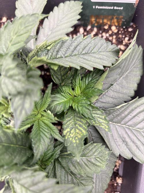 Orange + Blue Sunset Sherbert Cali. Week 3 - Magnesium Deficiency