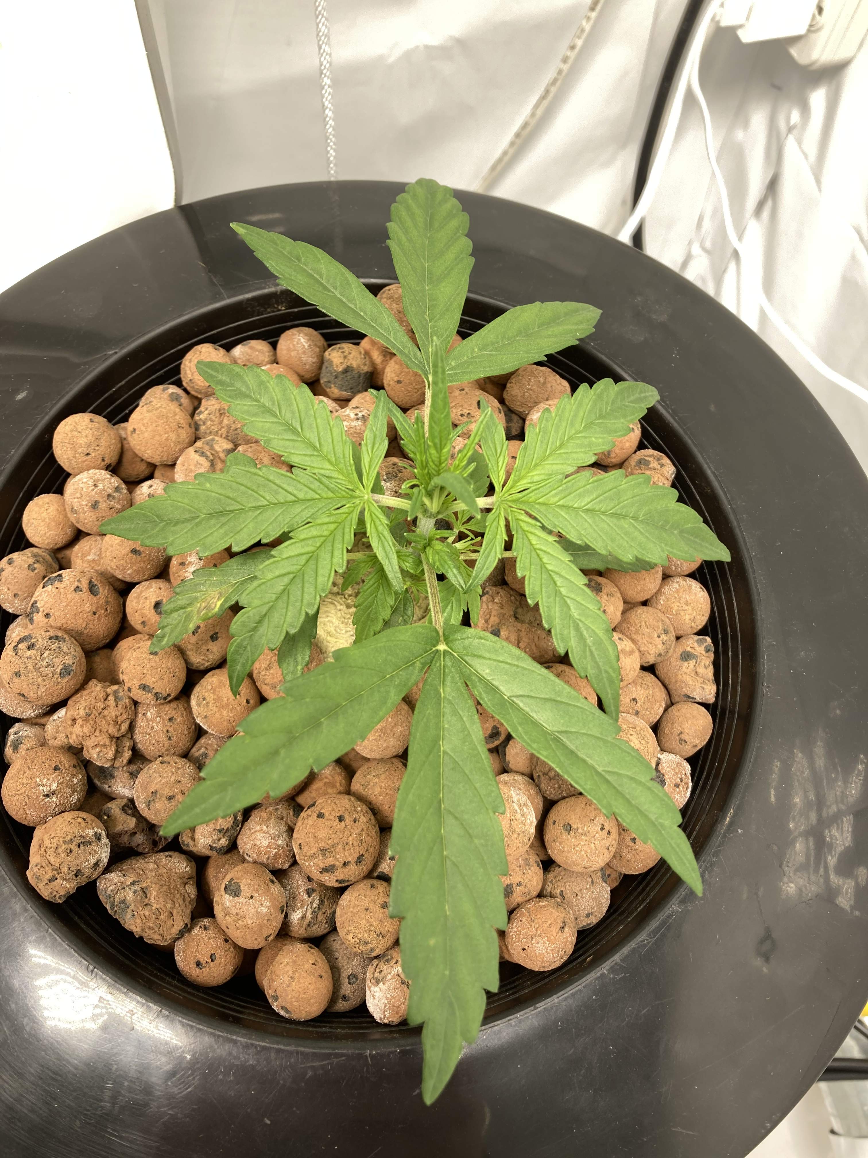 Fast Buds Pineapple Express Auto grow diary (journal) week3 by