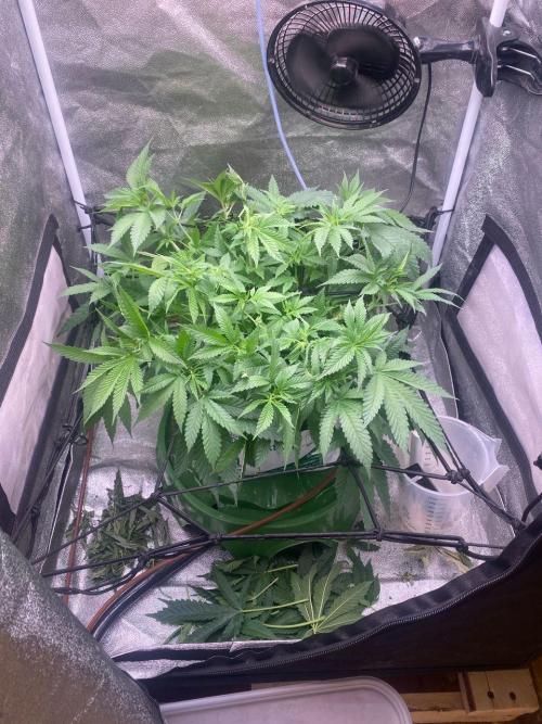 Ukhta420 Ягодная сатива. Week 2