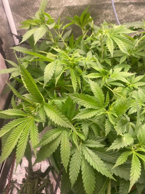 Ukhta420 Ягодная сатива. Week 2