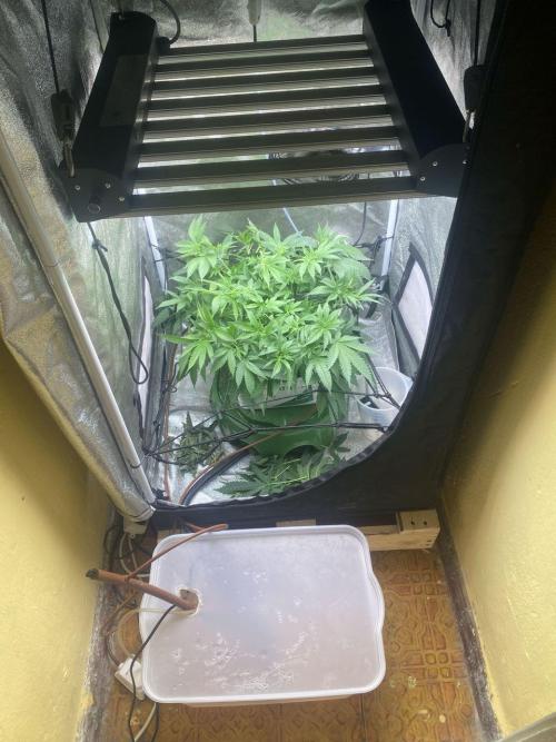 Ukhta420 Ягодная сатива. Week 2