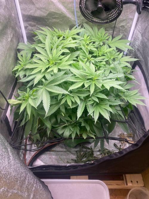 Ukhta420 Ягодная сатива. Week 3