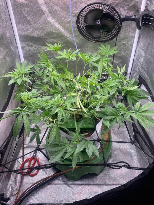 Ukhta420 Ягодная сатива. Week 3