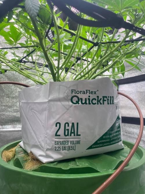 Ukhta420 Ягодная сатива. Week 3