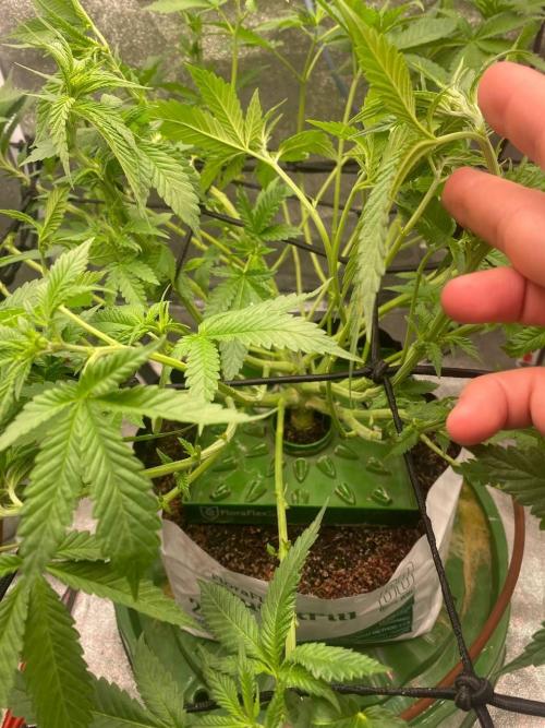 Ukhta420 Ягодная сатива. Week 4