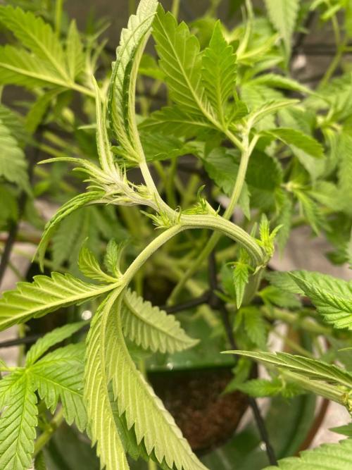 Ukhta420 Ягодная сатива. Week 4