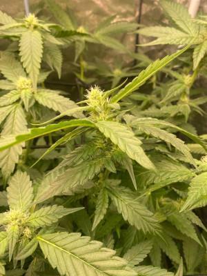 Ukhta420 Ягодная сатива. Week 5