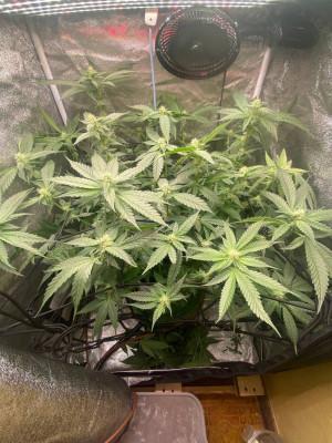 Ukhta420 Ягодная сатива. Week 5