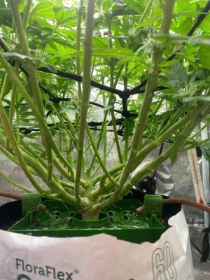 Ukhta420 Ягодная сатива. Week 5