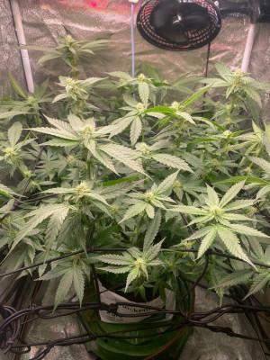 Ukhta420 Ягодная сатива. Week 6