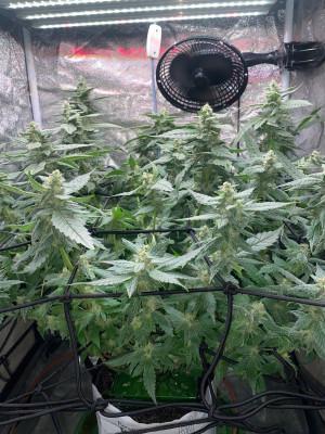 Ukhta420 Ягодная сатива. Week 7