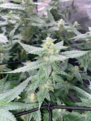 Ukhta420 Ягодная сатива. Week 7