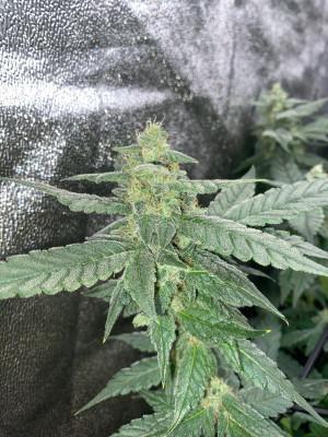 Ukhta420 Ягодная сатива. Week 7