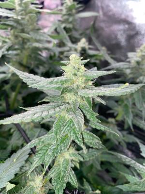 Ukhta420 Ягодная сатива. Week 7