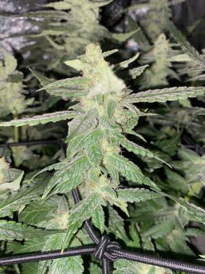 Ukhta420 Ягодная сатива. Week 7