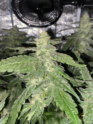 Ukhta420 Ягодная сатива. Week 7