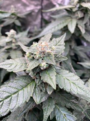 Ukhta420 Ягодная сатива. Week 8