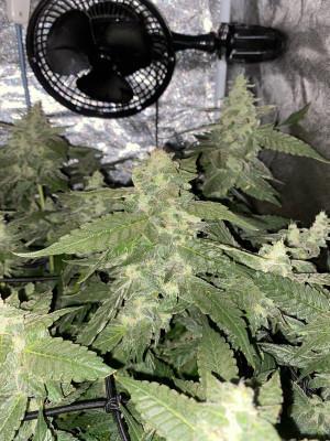 Ukhta420 Ягодная сатива. Week 8