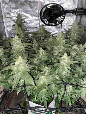 Ukhta420 Ягодная сатива. Week 8