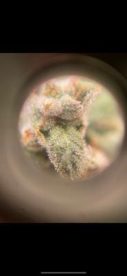 Ukhta420 Ягодная сатива. Week 9