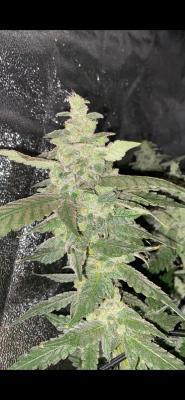 Ukhta420 Ягодная сатива. Week 9