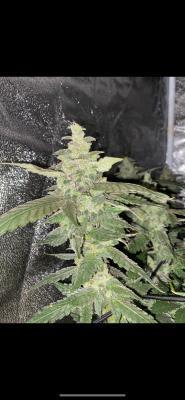 Ukhta420 Ягодная сатива. Week 9