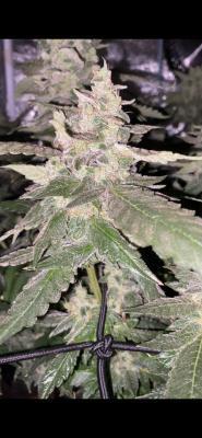 Ukhta420 Ягодная сатива. Week 9