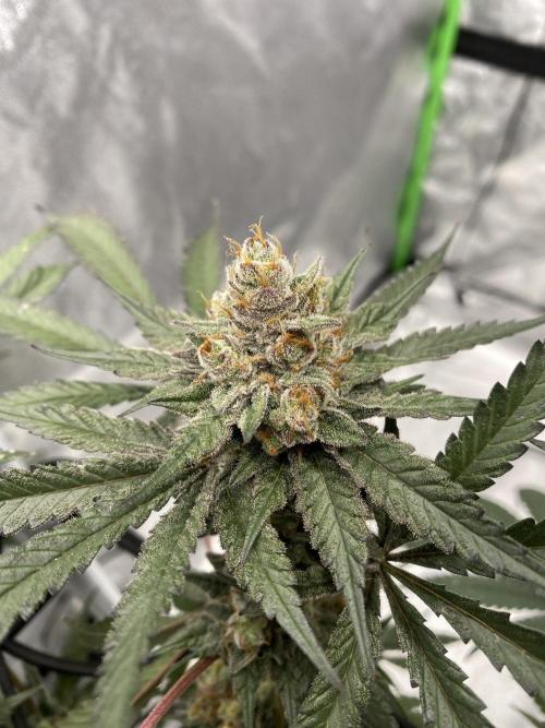 Ukhta420 Ягодная сатива. Week 10